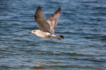Möwe