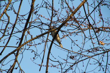 Bluejay with Food
