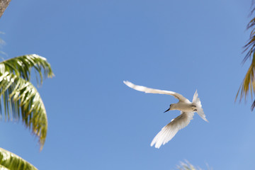 Sternes blancs des Tuamotu