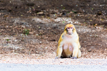 Barbary Macaque Monkey sitting on ground in the cedar forest, Azrou, Morocco in Africa