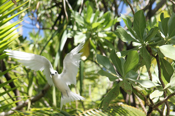 Sternes blancs des Tuamotu