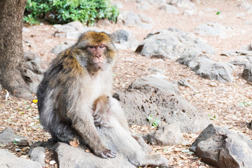 Barbary Macaque Monkey sitting on ground in the cedar forest, Azrou, Morocco in Africa