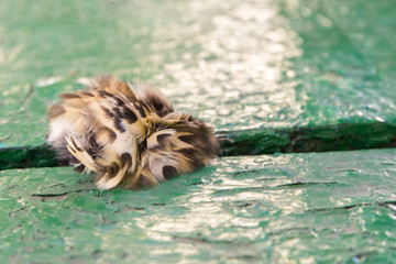 bird feathers and down on aged green painted wood background