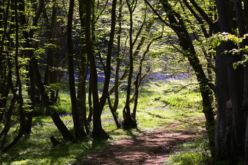 Bluebells in the woods 