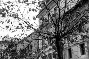 Urban Tree without leaves_BW