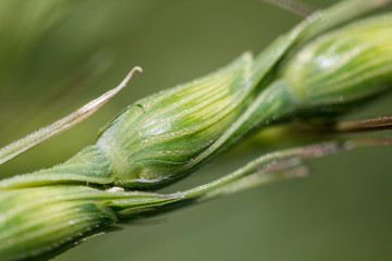 macro epi aegilops