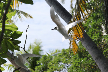 Sternes blancs des Tuamotu