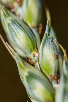 puceron sur epi de bl&eacute;