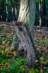 Trees