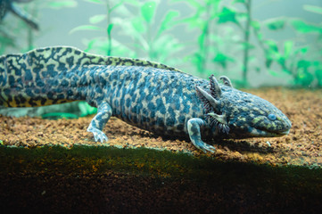 Ajolote de agua