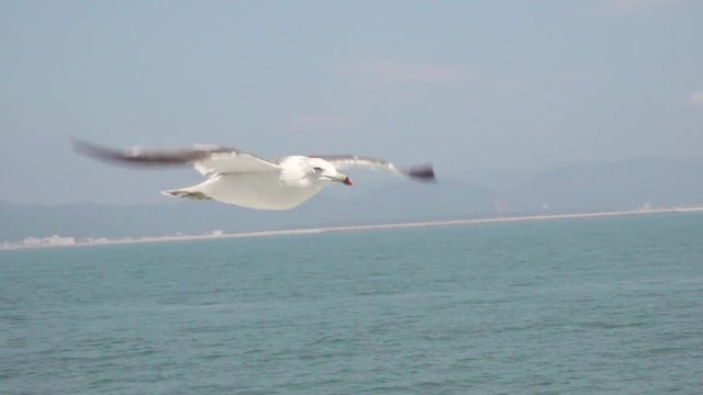 seagull flying over the sea in slow motion