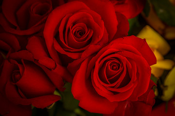 Beautiful roses close-up picture