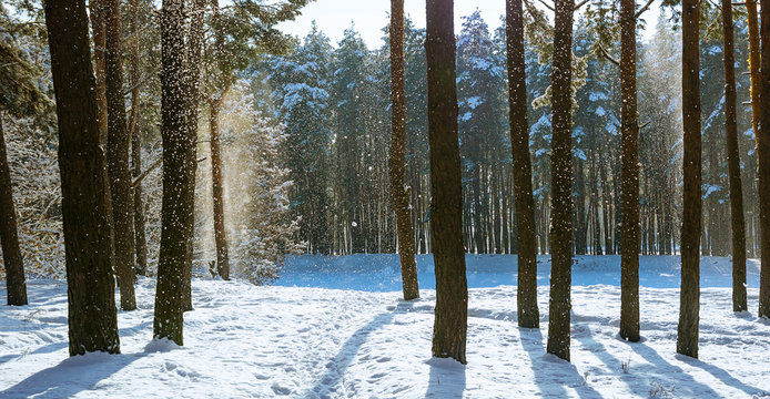 Fototapeta Amazing frosty winter landscape in snowy forest. Artistic picture. Beauty world.