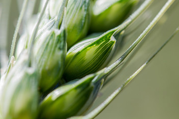épi de blé macro