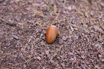 the fruit of the oak tree,one acorn lying on small stones