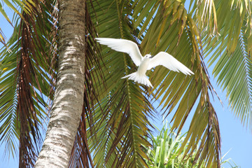 Sternes blancs des Tuamotu