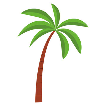 Tree palm beach