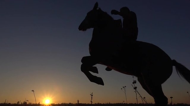Horseman sits on a horse and gives him two legs in sunset . Slow motion. Silhouette. Side view