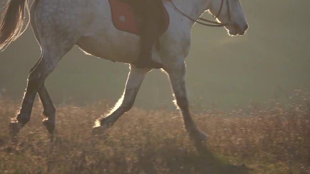 Horse riding girl riding a horse takes a walk in the field. Slow motion