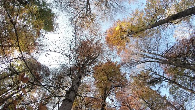 Looking up in Forest - Green Tree branches nature abstract. pine forest with blue sky and sunlight 