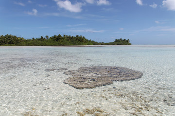 Corail de lagon