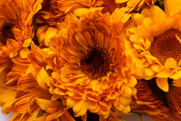 essential oil of calendula on a white background