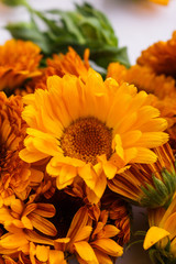 essential oil of calendula on a white background