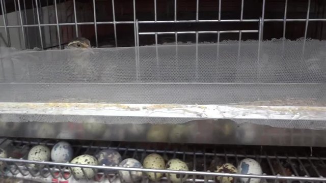 muchas codornices enjauladas