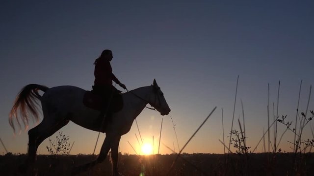 Silhouette woman with horse on field. Slow motion