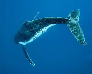 Humpback Whale, Tonga