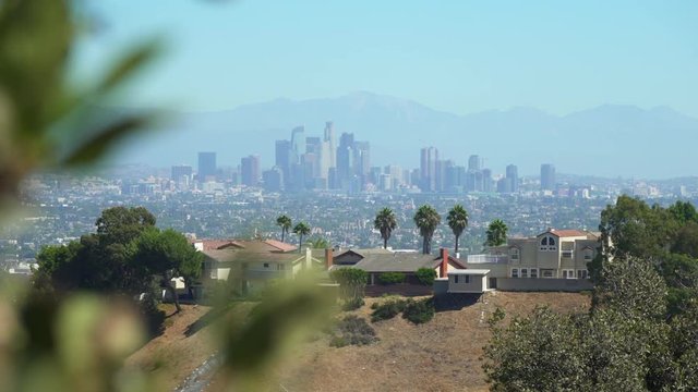 Static shot of downtown Los Angeles with a bush in the foreground.