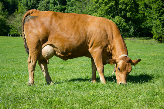 vache qui broute tarine