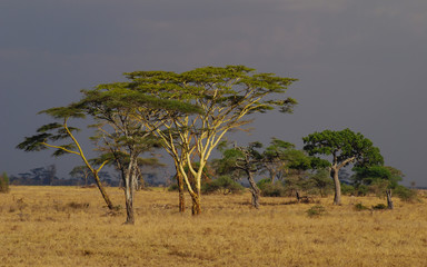 Safari scenery in the Serengeti National Park, Tanzania, Africa. Beautiful African Landscape sunset. Wide Savannah and beautiful plains with acacia trees at sunset