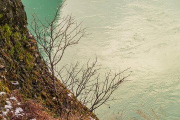 Bush without foliage on the bank of green Olfusa river at winter sunny day, Iceland