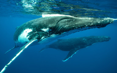 Humpback Whale, Tonga
