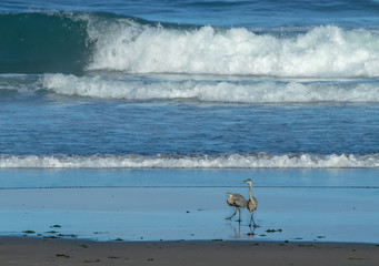 two mating blue herons on the beach