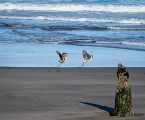 mating dance of two blue herons on the beach