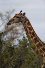 Giraffe in Kruger