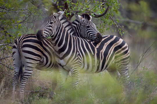 Zebras in Kruger national park