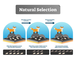 Natural selection vector illustration. Explained scheme with life evolution - obrazy, fototapety, plakaty