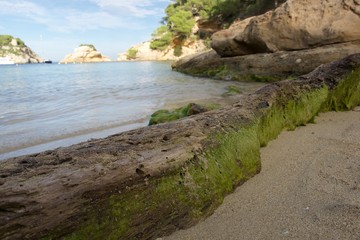 Unprocessed photo of a log covered in moss washed to the coast of the sea. daytime landscape