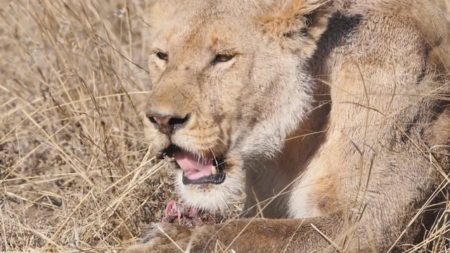 180p slow motion close up clip of a young lion eating a warthog at serengeti national park in tanzania