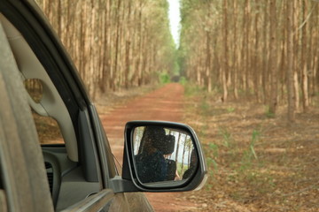 Obraz premium Eucalyptus 07