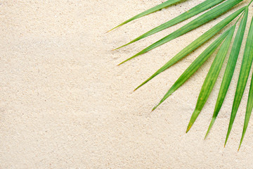 Palm leaf on the beach
