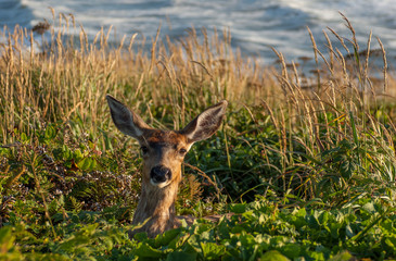 Columbian black-tailed deer