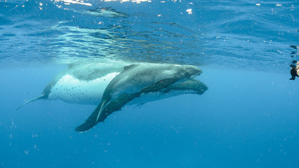 Obraz premium Humpback Whale, Tonga
