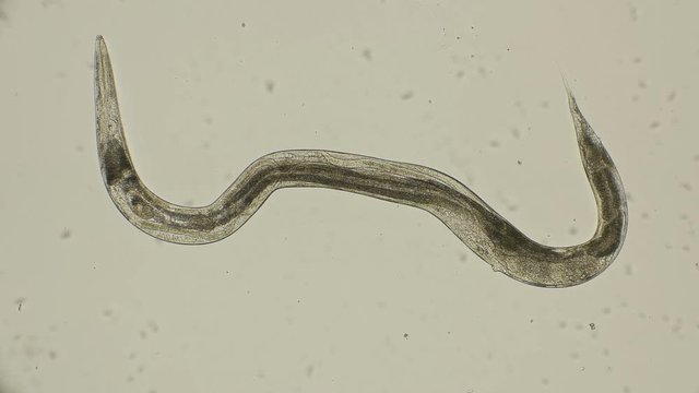 movement of formed roundworms Turbatrix aceti inside the female