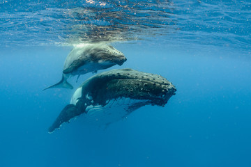 Humpback Whale, Tonga