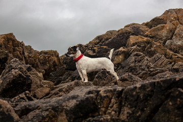 animal chien jack russel