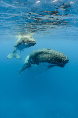 Humpback Whale, Tonga